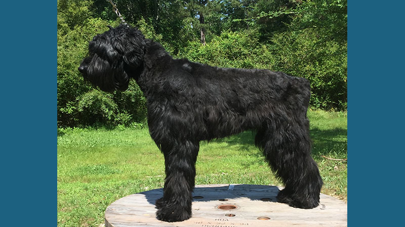 Giant Schnauzer 3