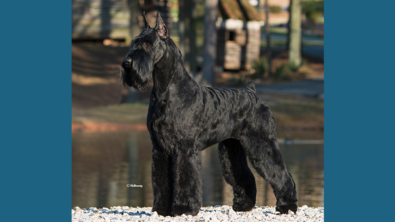 Giant Schnauzer 4