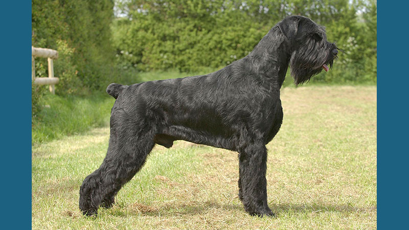 Giant Schnauzer 5