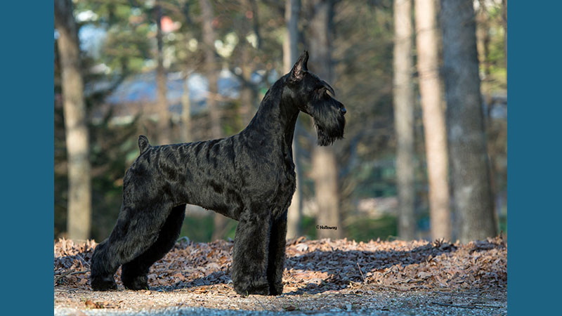 Giant Schnauzer 6