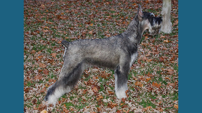 Giant Schnauzer 8