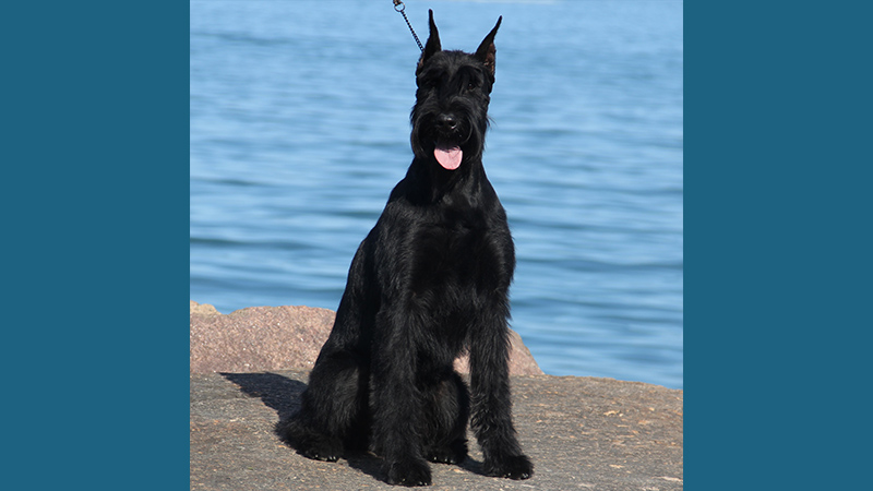 Giant Schnauzer 9