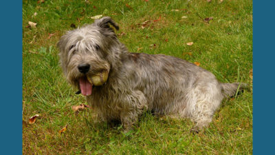 Glen of Imaal Terrier 1