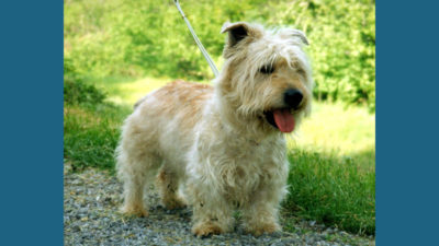 Glen of Imaal Terrier 3