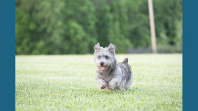 Glen of Imaal Terrier 5