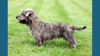 Glen of Imaal Terrier 6