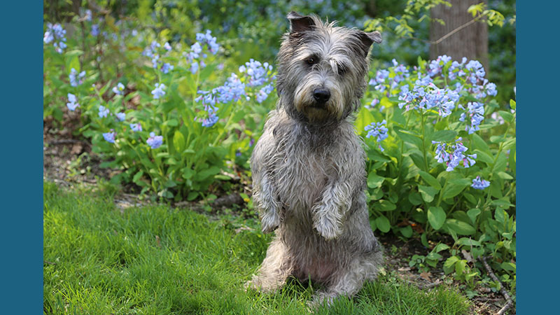 Glen of Imaal Terrier 7