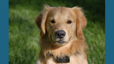 Golden Retriever 1