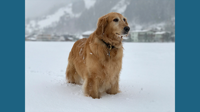 Golden Retriever 10