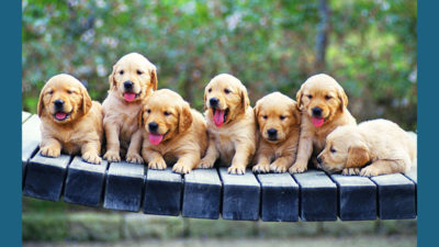 Golden Retriever 11