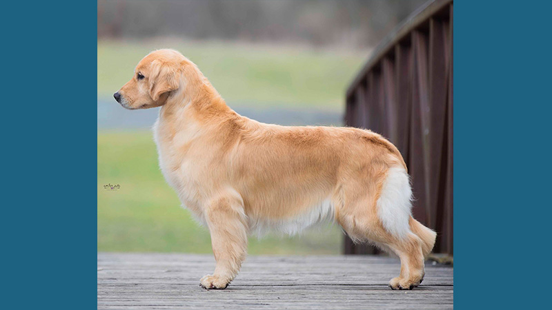 Golden Retriever 12