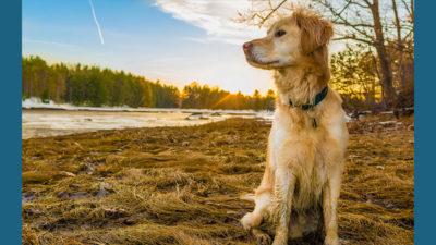 Golden Retriever 13