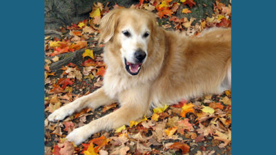 Golden Retriever 15