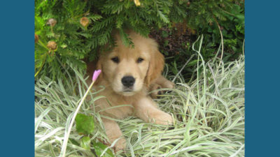 Golden Retriever 16