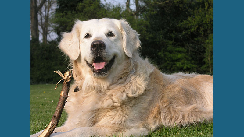 Golden Retriever 17