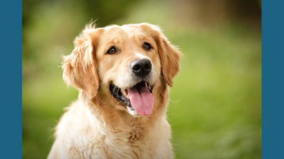 Golden Retriever 2