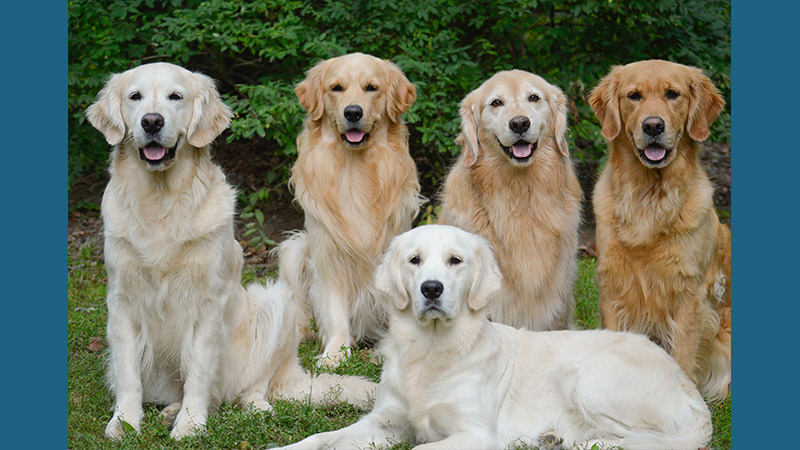 Golden Retriever 3