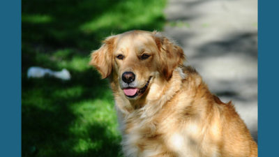 Golden Retriever 4