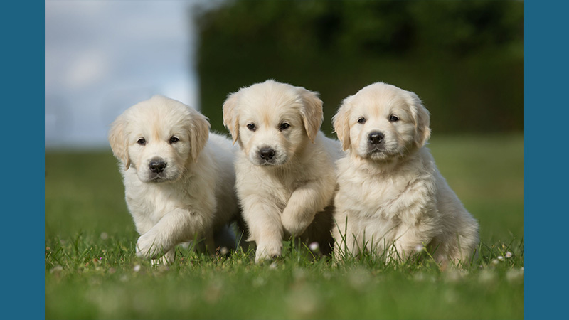 Golden Retriever 5