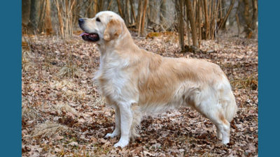 Golden Retriever 6