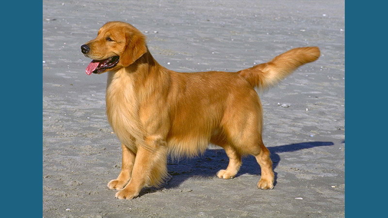 Golden Retriever 7