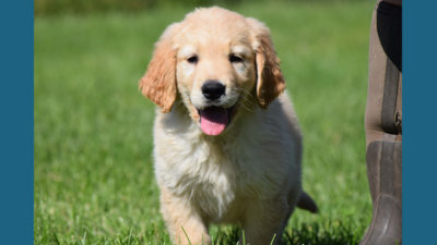 Golden Retriever 8