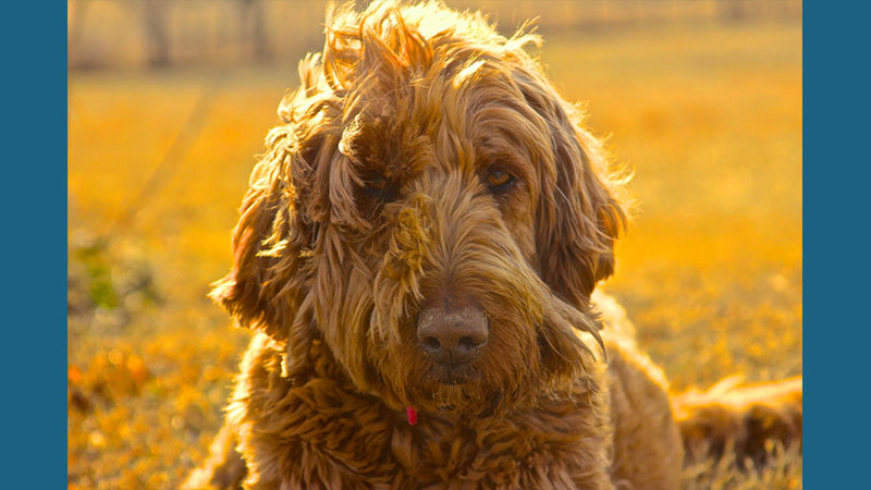 Goldendoodle 1