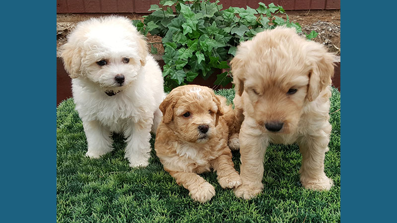 Goldendoodle 10