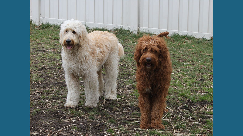 Goldendoodle 11