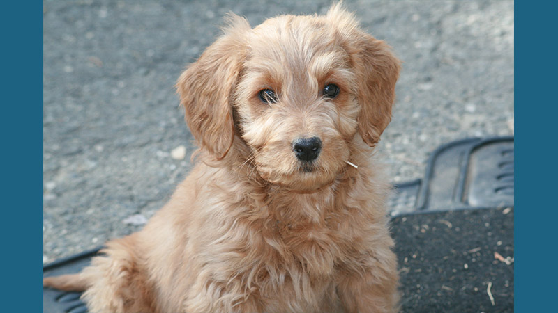 Goldendoodle 12