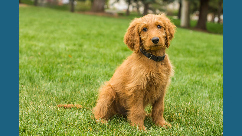 Goldendoodle 13
