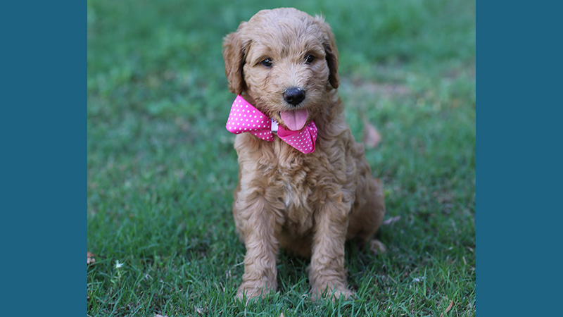 Goldendoodle 14