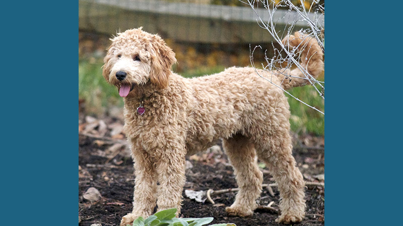 Goldendoodle 3