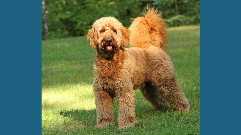 Goldendoodle 4