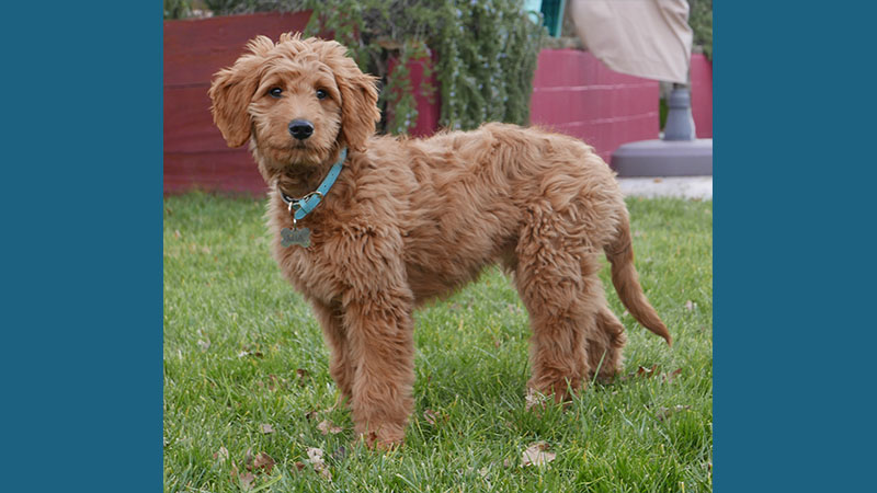 Goldendoodle 5