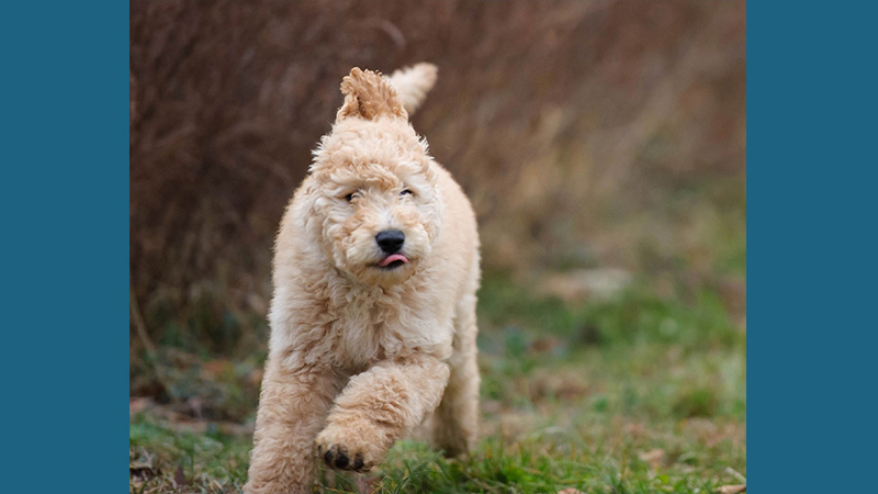 Goldendoodle 6