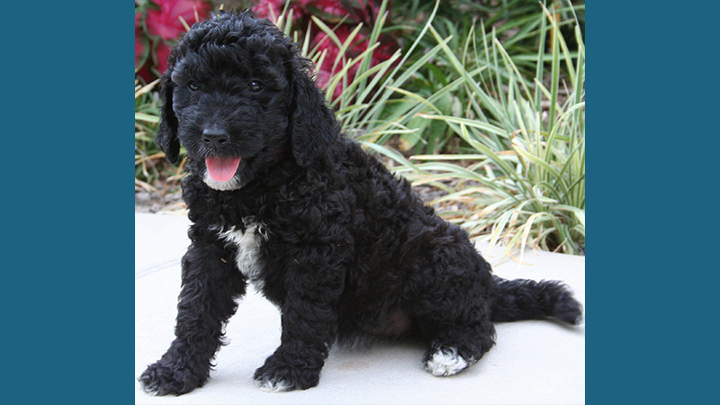 Goldendoodle 7