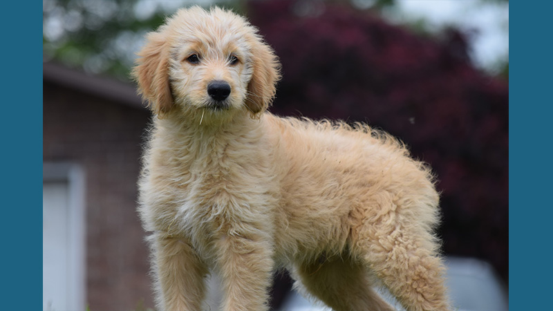 Goldendoodle 8