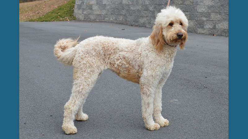 Goldendoodle 9