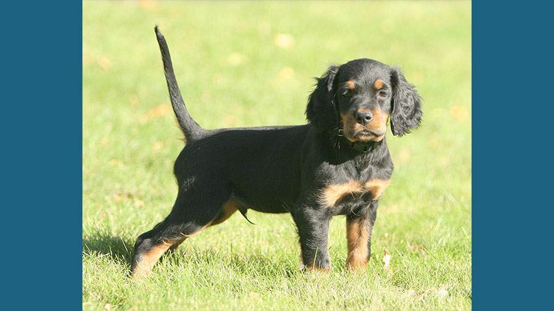 Gordon Setter 1