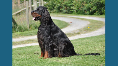 Gordon Setter 10