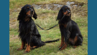 Gordon Setter 11