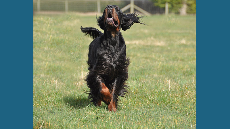 Gordon Setter 12