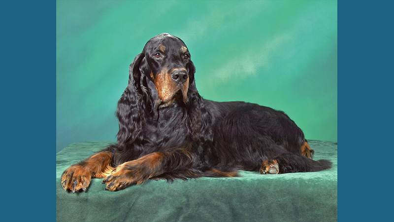 Gordon Setter 13