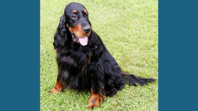 Gordon Setter 2