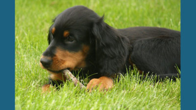 Gordon Setter 3