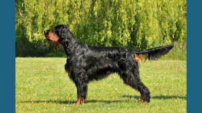 Gordon Setter 4