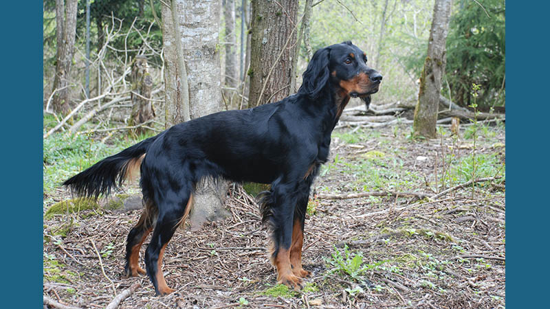 Gordon Setter 5