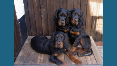 Gordon Setter 6