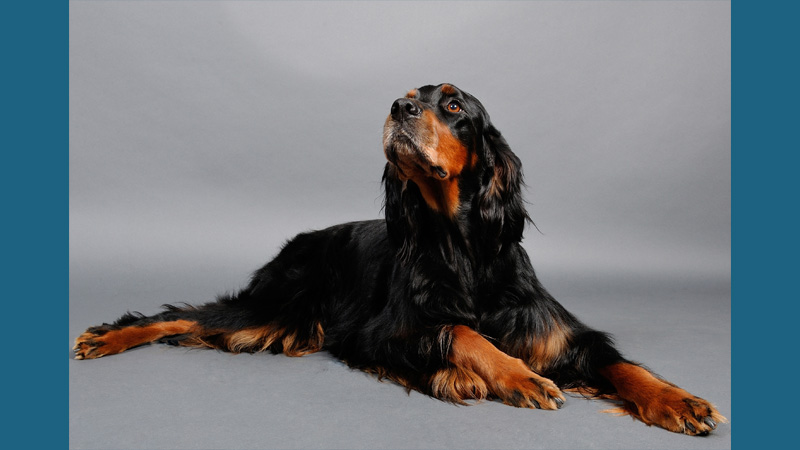 Gordon Setter 7